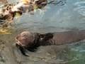 one cute otter :P