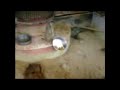 meercat  in zoo