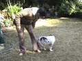 Pogo- 9 weeks clicker training