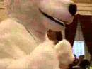 Polar Bear looking for some help in VT