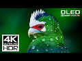SPECIAL 4K VIDEO 🧿 DOLBY VISION 4K 60FPS HDR ..
