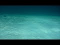 Looking for baby turtles @ Lake McKenzie
