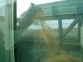 Soybean harvest 2007