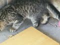 Sassy the kitten with sass