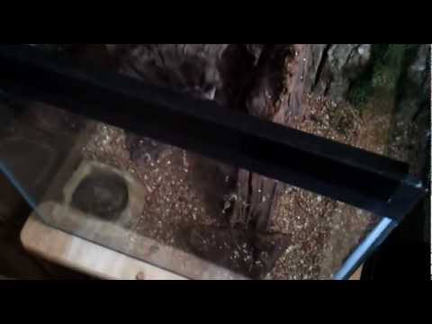fear of spiders - So, I have been a hobbyist for about 2 months now and I still want to get over my arachnophobia, but this wasn't how to do it! I thought my Avic was nice and...