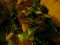 videos de tyson (snake) eat mouse