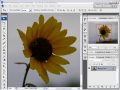 Use the Quick Selection Tool in Photoshop CS3