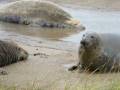 videos de Seals Fighting and Baby Seals