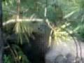 monster bull bugled to 10 yards