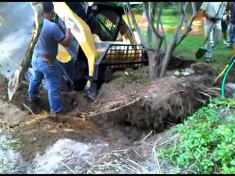 LD Site Prep Moving the Dogwood2