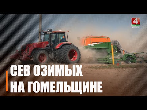 Пшеница, ячмень, рожь и тритикале. На Гомельщине активно идет сев озимых зерновых видео