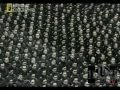 MICAAL-TV "Apocalipsis, La 2 ª Guerra Mundial -El mejor documental sobre la II G. M.-"
