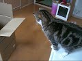 大きな箱とねこ。