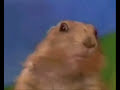 Mad Squirrel