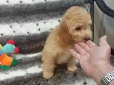 Mini Goldendoodles generation are usually friends of everyone and strangers to no one, which makes t
