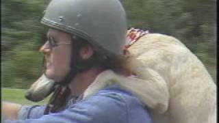 Click to View : When you are attention hungry get a badass rebel motorcycle and strapon your dog