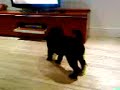 The cat gets pissed off with the shar pei The cat gets pissed off with the shar pei