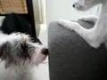 Foxy & Rommi tutustuu