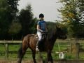 My pony bracken