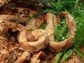 Pissed off Agkistrodon contortrix contortrix