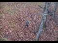 videos de Buck Bow Shot from Tree Stand