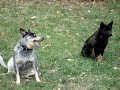 Kai Ken and Australin Cattle Dog playing together