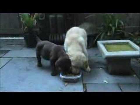 Golden Retriever Puppy and Chocolate Lab Puppy Eating & Playing