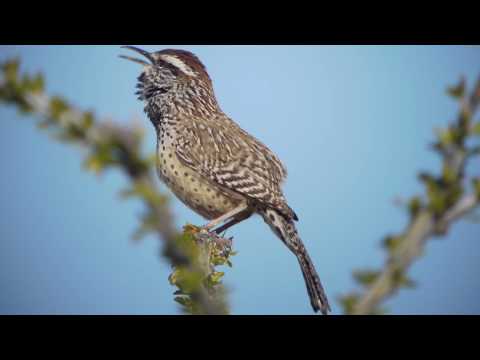 how to transplant ocotillo