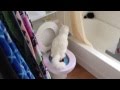 White Cat Pee In The Toilet.