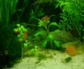 Meine Diskus Fische aus der Tschechei Meine Diskus Fische aus der Tschechei