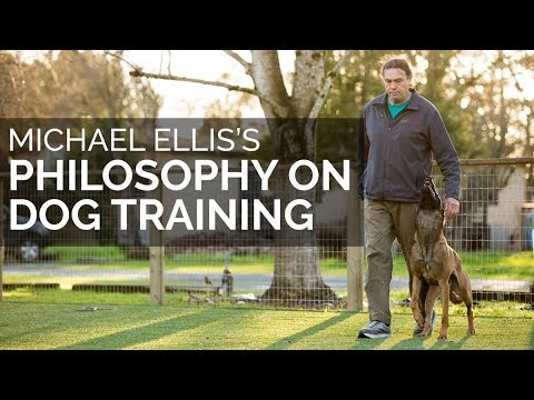 dog training - Michael Ellis is the best dog training instructor I have met since going to my first Schutzhund seminar in 1974. Michael lives near San Francisco where he op...