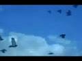 Il video del ruscello