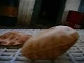 Amritsar - chapati machine
