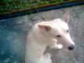 dog-show-ng-tropang-