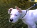 dogo arjantin ares