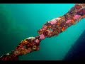 Whaler Wrecks