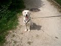 Akiro