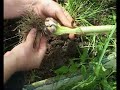 Growing Garlic