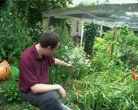 how to harvest garlic uk
