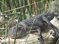 12 ft gator
