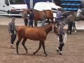 Gitana CCI - Alcab 2009