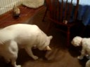 8/29/2008 Bella's First Visit with Jack, Charlie & Oliver !