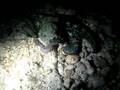 Gozo Octopus