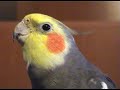 Cockatiels singing Jingle Bells Cockatiels singing Jingle Bells