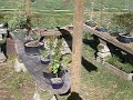 Some early Spring Bonsai