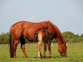 American Paint Horse Poco en veulens American Paint Horse Poco en veulens