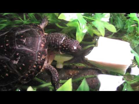 how to provide calcium for turtles