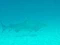 videos de Plongée Mexique 