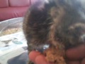 Click here to watch this video Plume mange 24 mai 2012