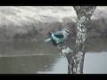 videos de Busy Woodland Kingfisher at Nkorho